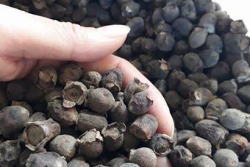 Những điều bất ngờ về những bài thuốc CỰC hay từ quả sim