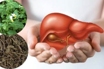 Tác dụng của cây cà gai leo Thảo dược bổ gan tốt nhất!