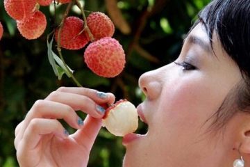 Ăn quả (trái) vải có nóng không? Những lầm tưởng của nhiều người