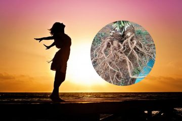 Công dụng của Đương Quy Nhân Sâm Giá Rẻ Vô Vàn Công Dụng