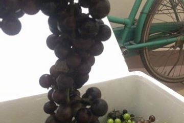 Những điều bạn cần biết về quả nho rừng ngâm rượu cực thơm ngon