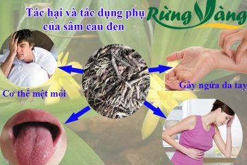 Tác hại của sâm cau đen – sâm tiên mao , tác dụng phụ và đối tượng dùng