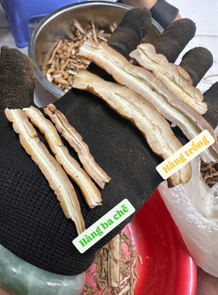 Thịt của ba kích trồng lâm nghiệp và hàng trồng