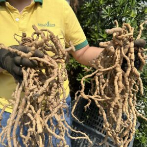 Củ ba kích tím trồng Lâm Nghiệp - Ba kích trồng bán tự nhiên