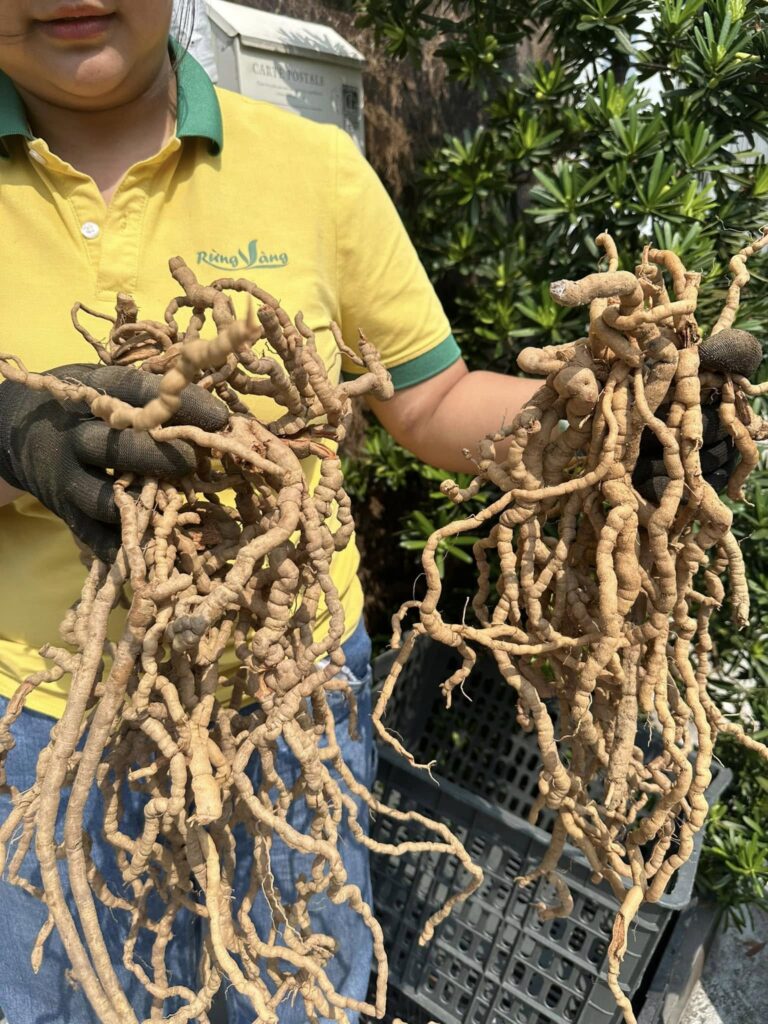 Củ ba kích tím trồng Lâm Nghiệp - Ba kích trồng bán tự nhiên