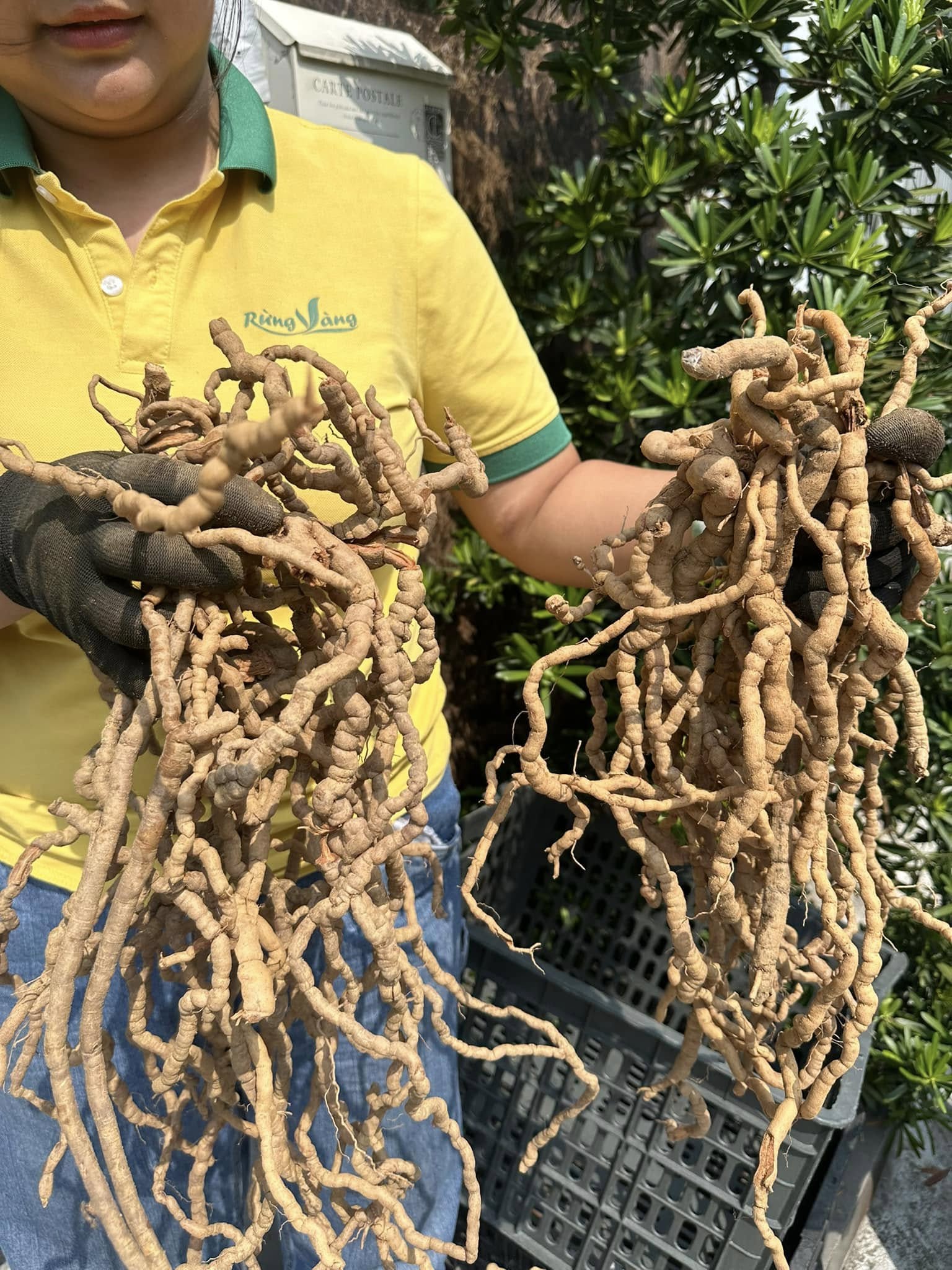 Củ ba kích tím trồng Lâm Nghiệp - Ba kích trồng bán tự nhiên Củ ba kích tím trồng Lâm Nghiệp - Ba kích trồng bán tự nhiên