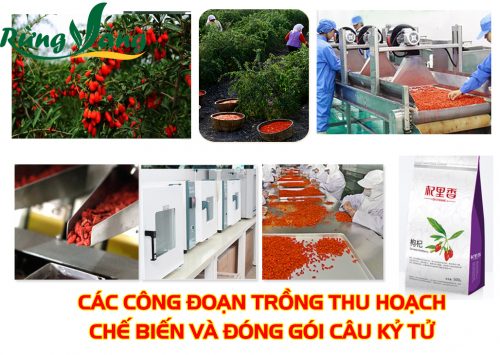 Câu kỷ tử nội địa Trung Quốc được trồng, chế biến và đóng gói sạch - chuyên nghiệp và an toàn