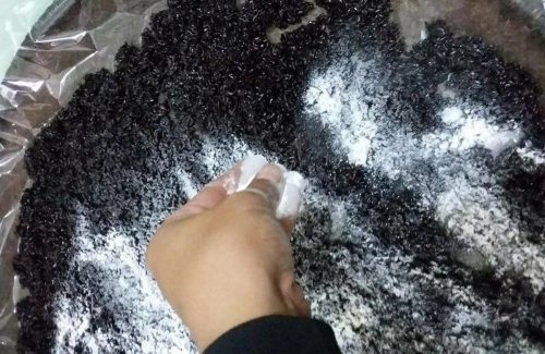 Rải men vào xôi nếp cẩm đảo đều