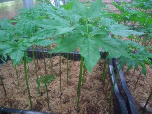 Cây sâm mầm Saponia Hàn Quốc
