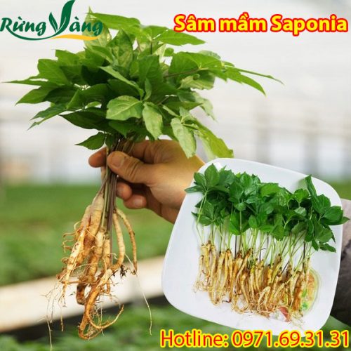 Sâm mầm Saponia tươi 1 năm tuổi