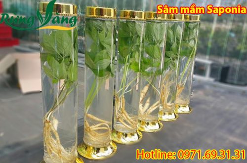 Rượu sâm mầm saponia Tươi