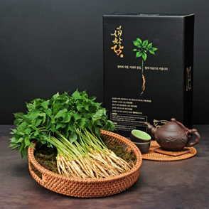 Sâm mầm Saponia tươi làm trà