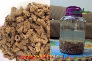 Cách ngâm rượu ba kích khô thơm ngon hết ý