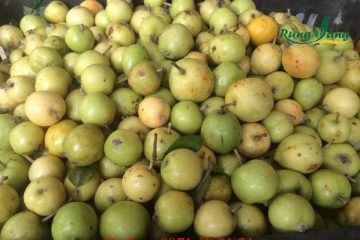Ngâm rượu táo mèo tươi hay khô tốt hơn?