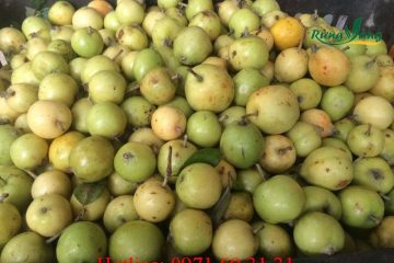 Phụ nữ mang thai có nên ăn quả táo mèo tươi không?