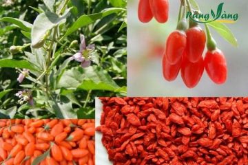 Trẻ em có nên dùng kỷ tử không? Kỷ tử có dùng được cho bé ăn dặm?