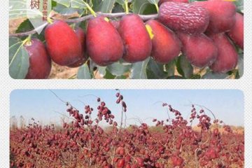 Táo đỏ Tân Cương có tác dụng gì?