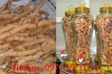 Tìm hiểu về tác hại (tác dụng phụ) của củ ba kích